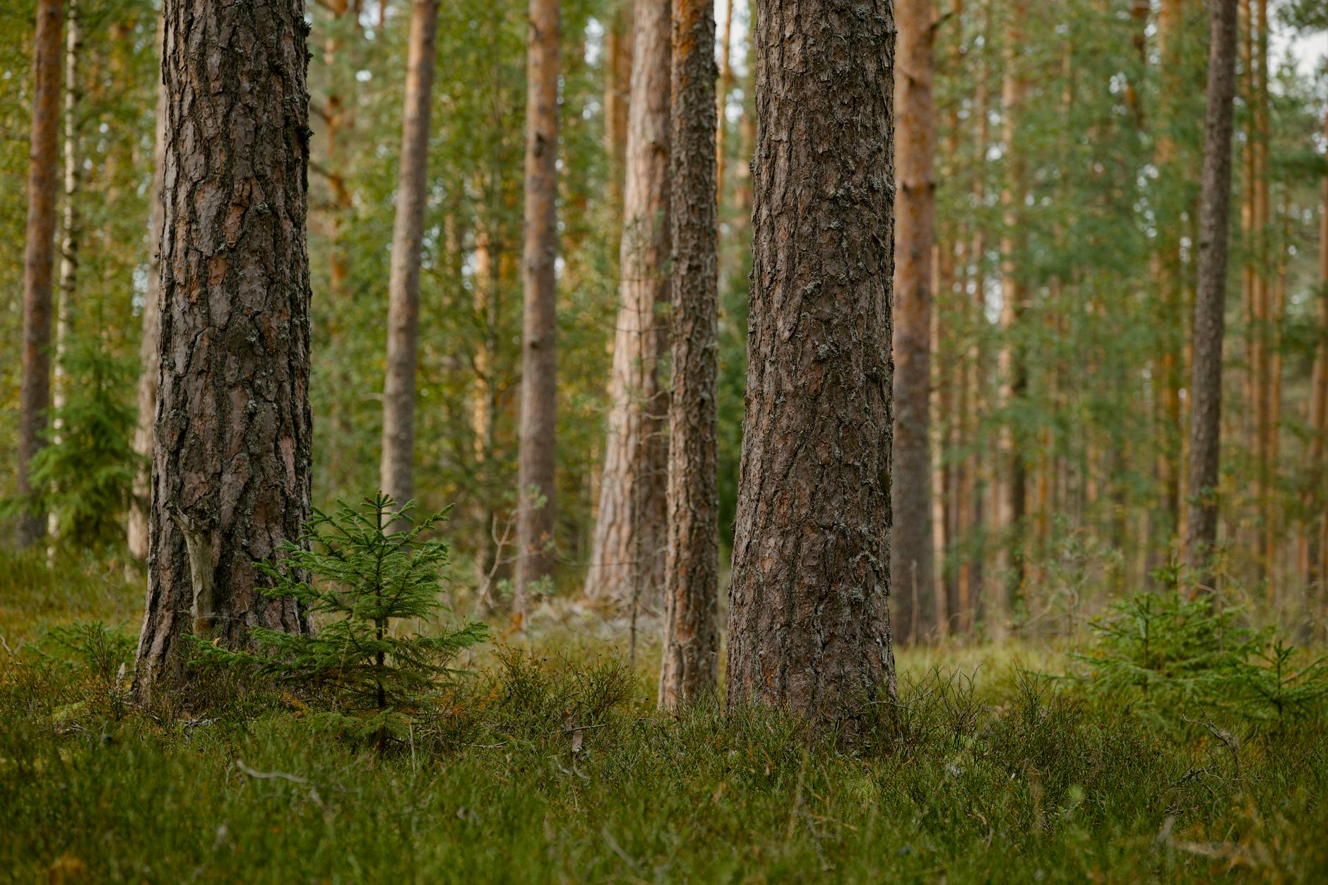 Tranquil boreal forest scene featuring tall pine trees and lush undergrowth, ideal for nature and wilderness themes.